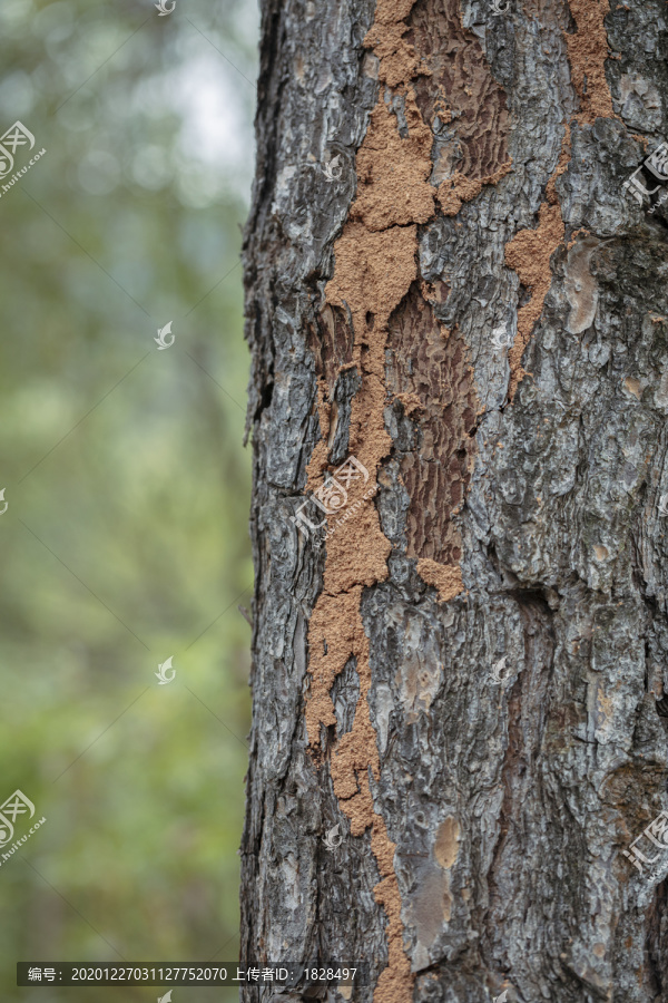 松树上的蚁巢