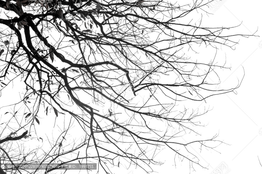 黑白枯枝树枝装饰画