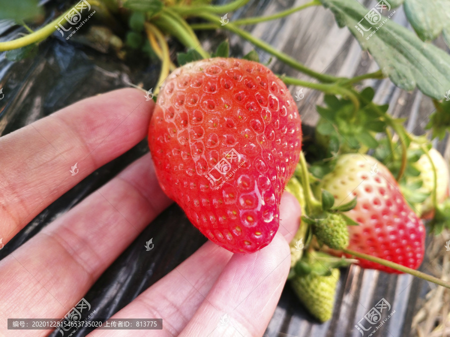 拍摄鲜草莓