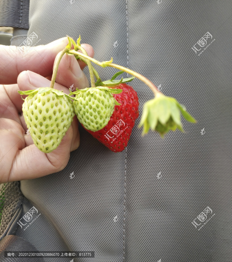 摘下鲜草莓