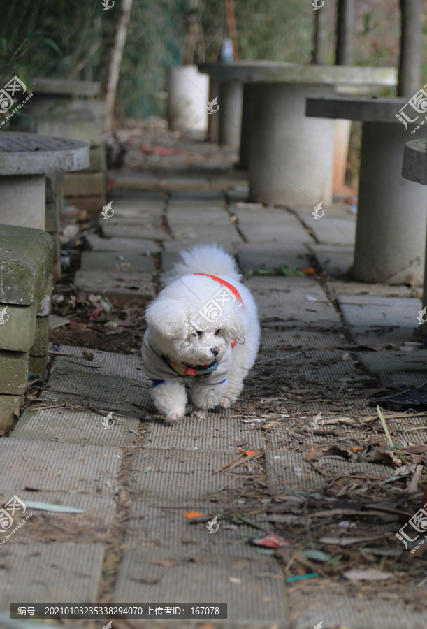 比熊犬