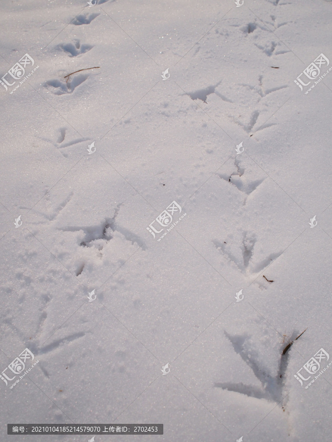 小野鸭在雪地留下的脚印