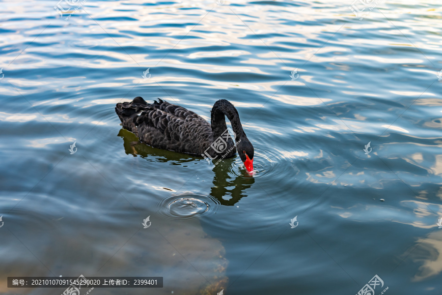 上海世纪公园湖泊黑天鹅