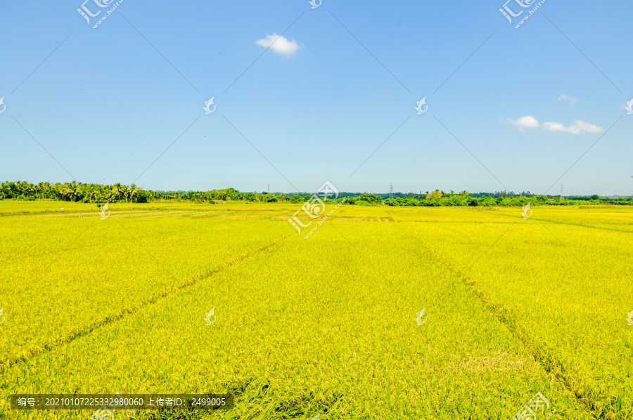 抽穗丰收的水稻田