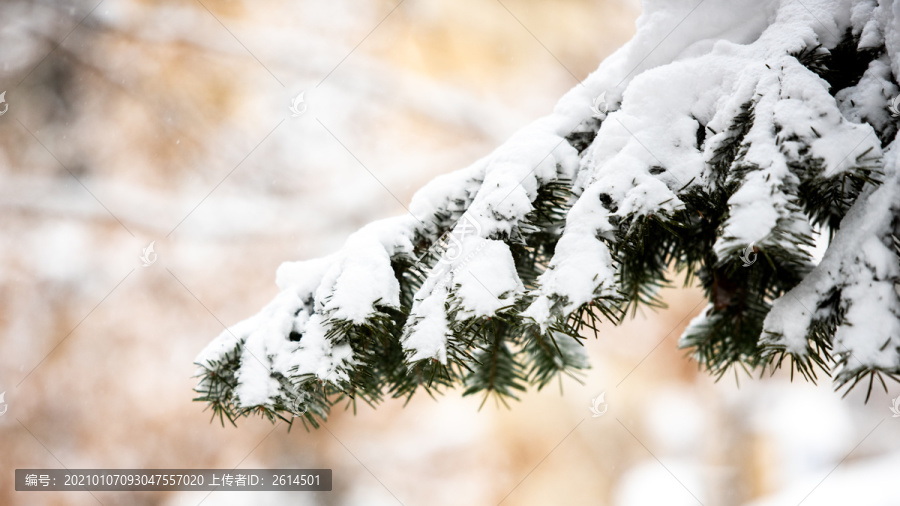 雪松