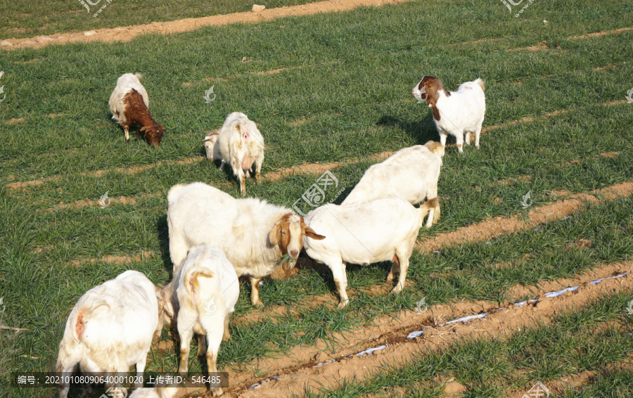 山羊啃麦子