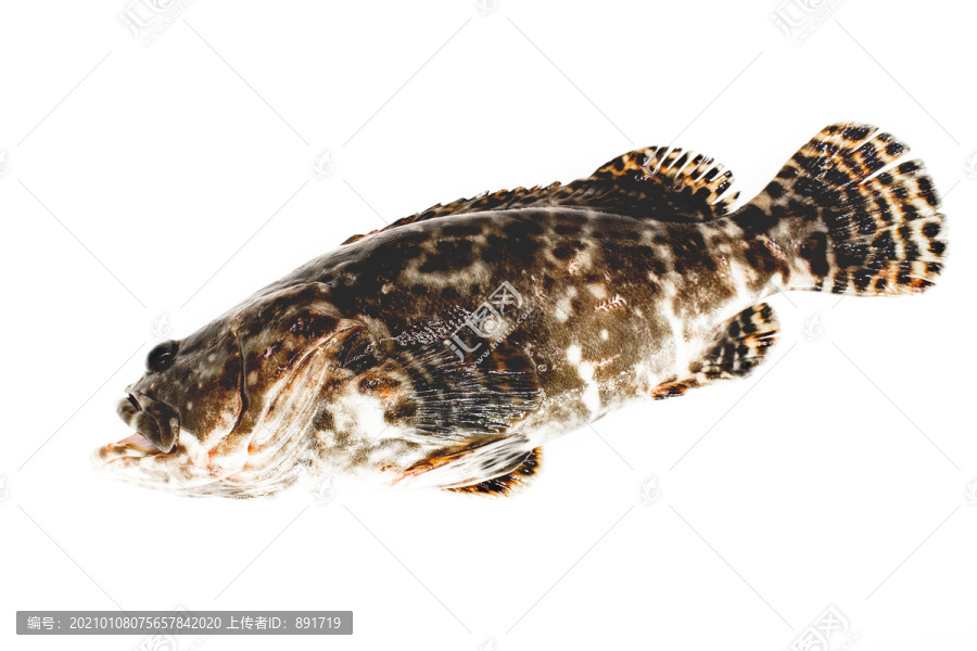 龙胆石斑鱼