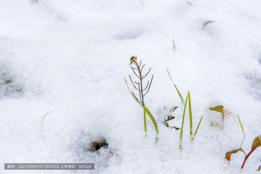 雪景草地雪地野草