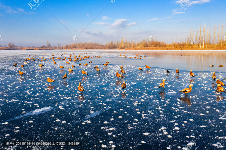 湖泊冰面鸟类