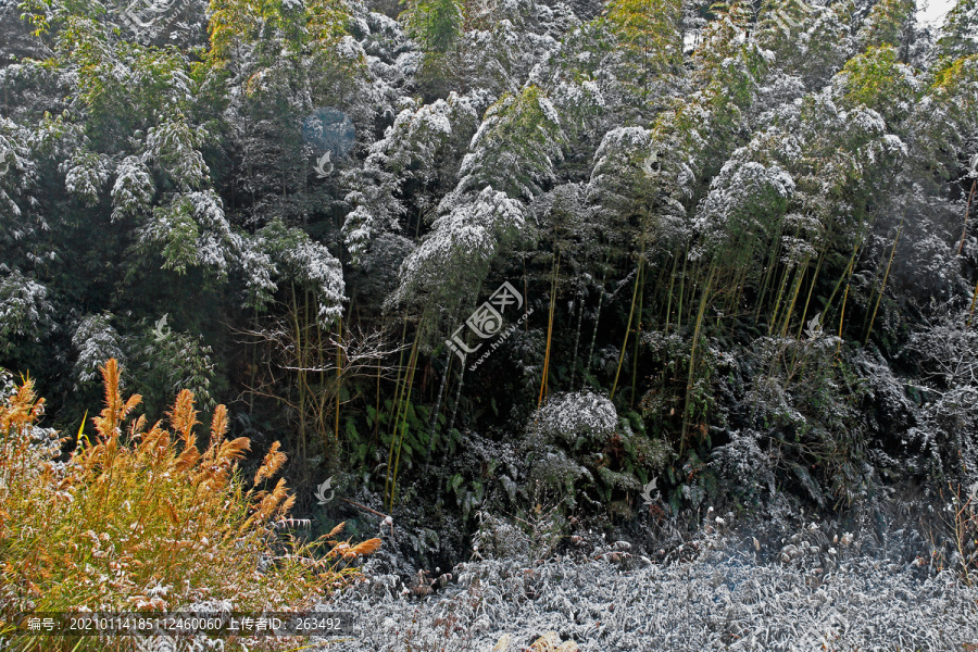 竹林雪景