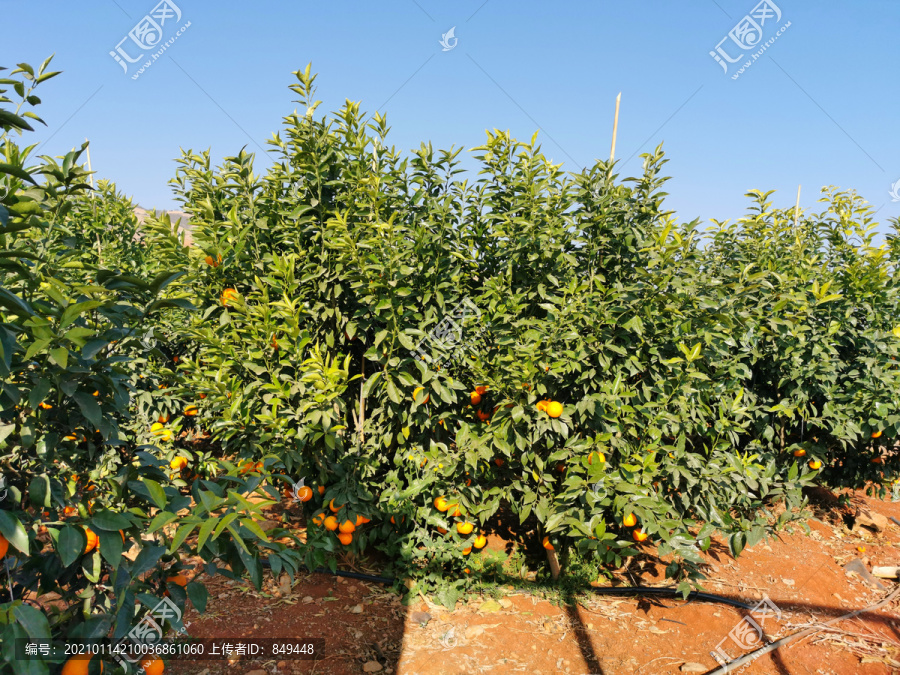 柑桔种植水果采摘园