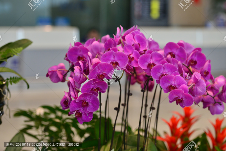 蝴蝶花