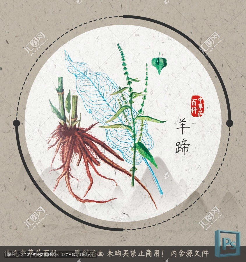 中草药植物插画羊蹄