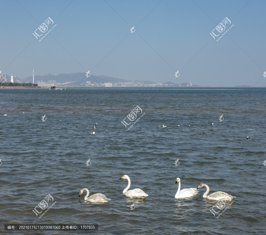 白天鹅惊现威海九龙湾