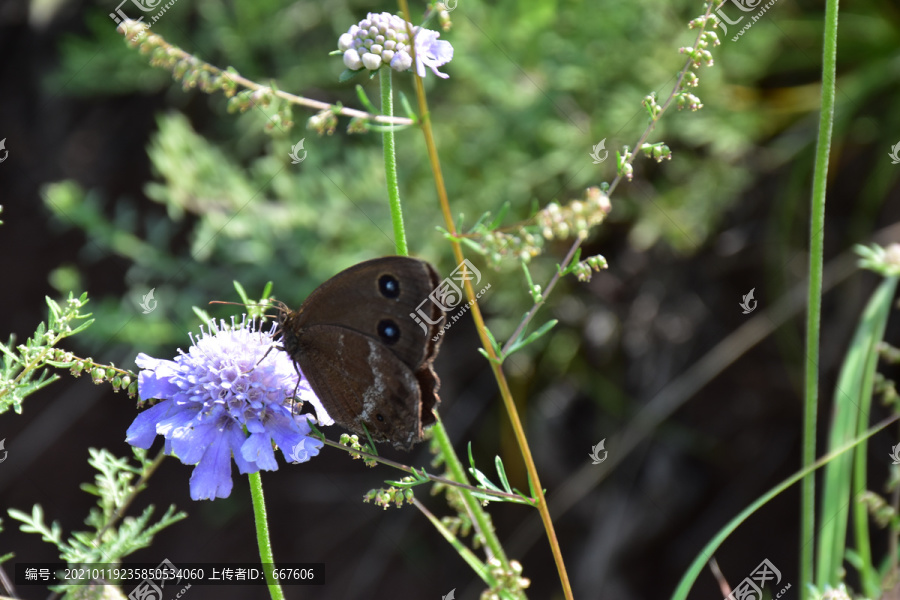 蓝盆花和眼蝶