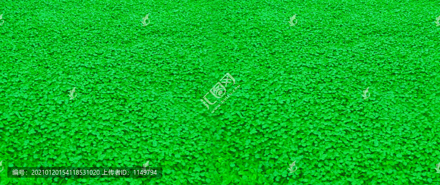 浮水绿植