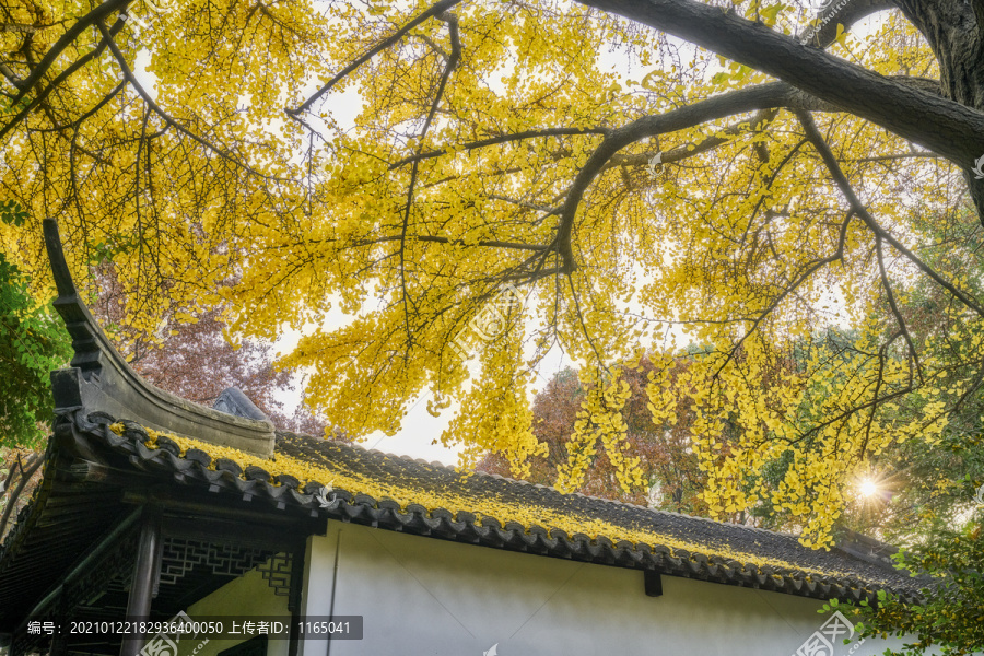 银杏树枝和古建筑