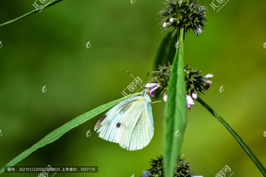 蝶恋花