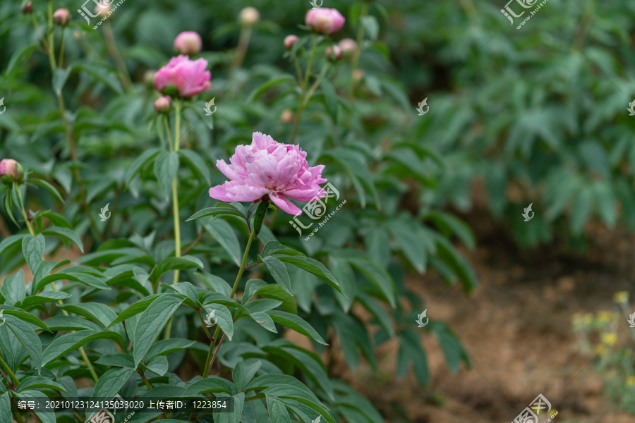 芍药花