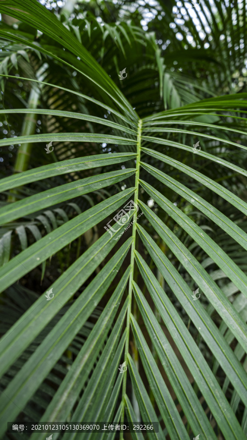 棕榈类植物
