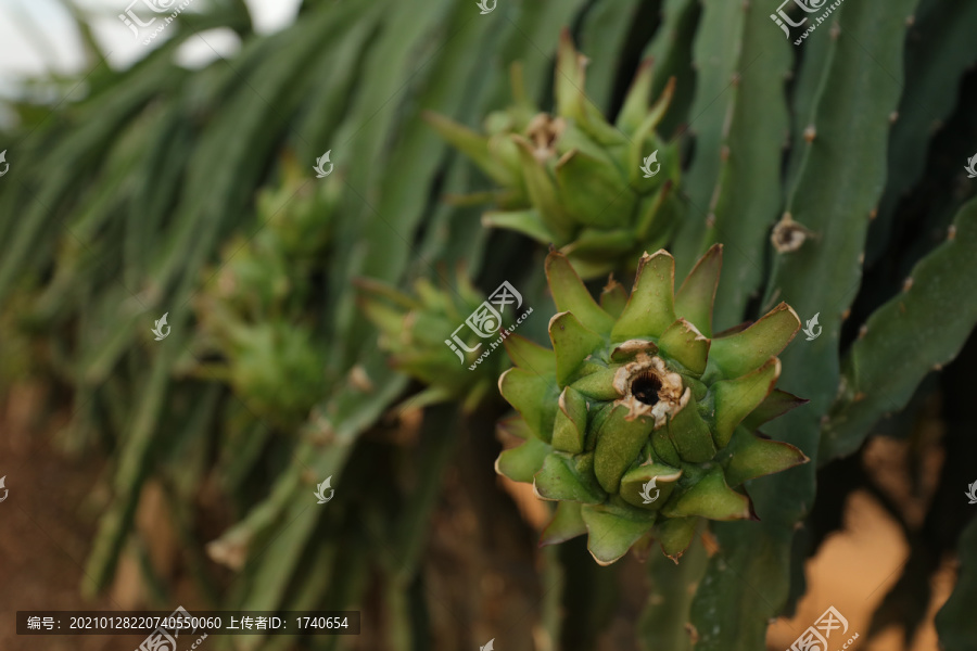 火龙果种植园