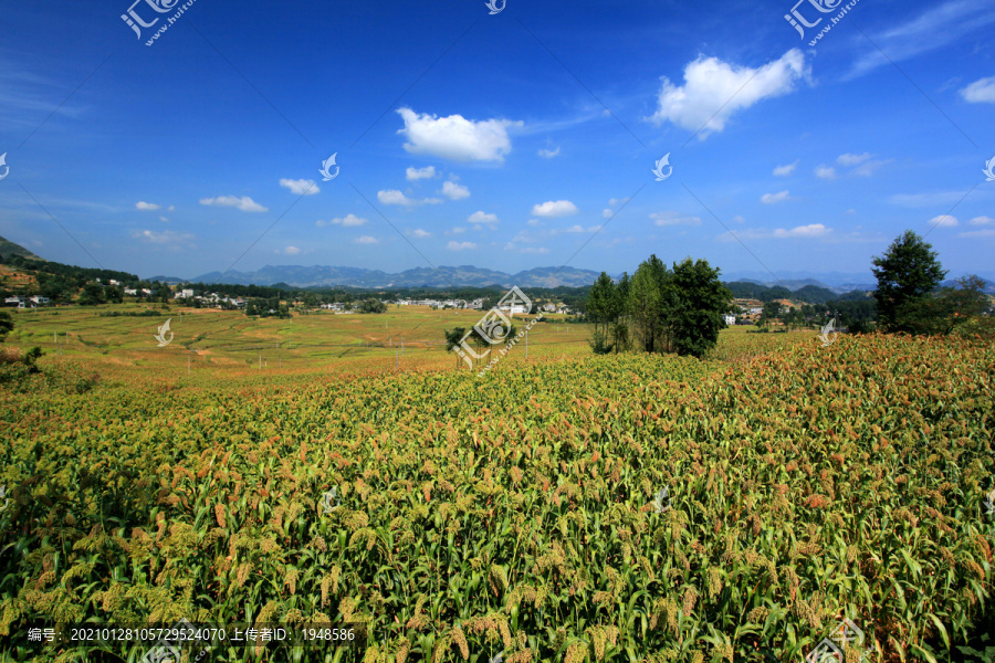 国酒茅台有机高粱基地