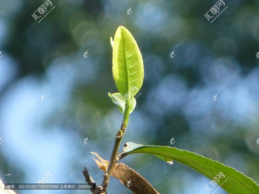 大叶种茶树茶叶特写