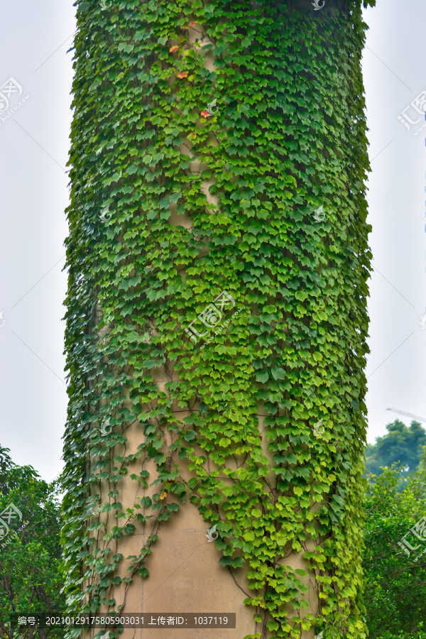 桥墩上的藤蔓植物