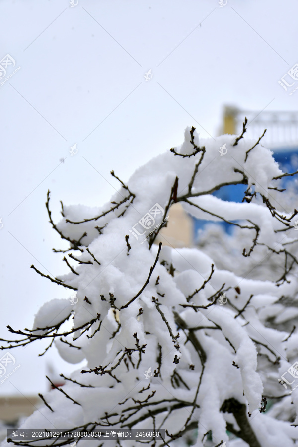 雪景