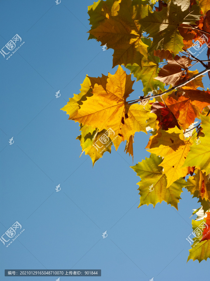 秋天彩色的悬铃木树叶