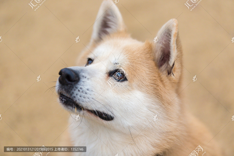 柴犬特写