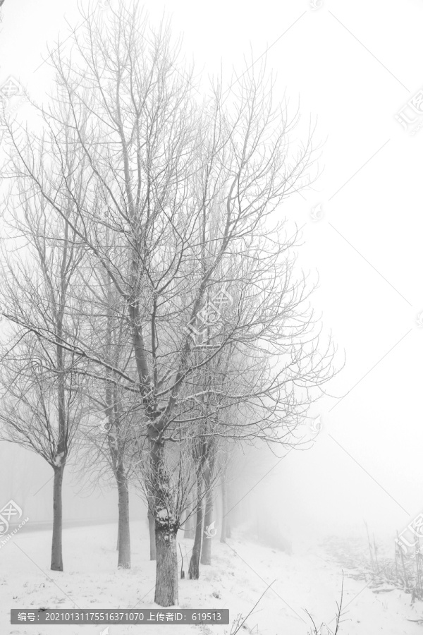 冬季雪后大雾中的树林