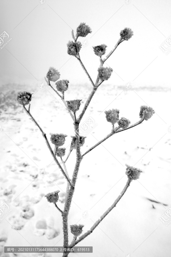 大雾中积雪覆盖的田野