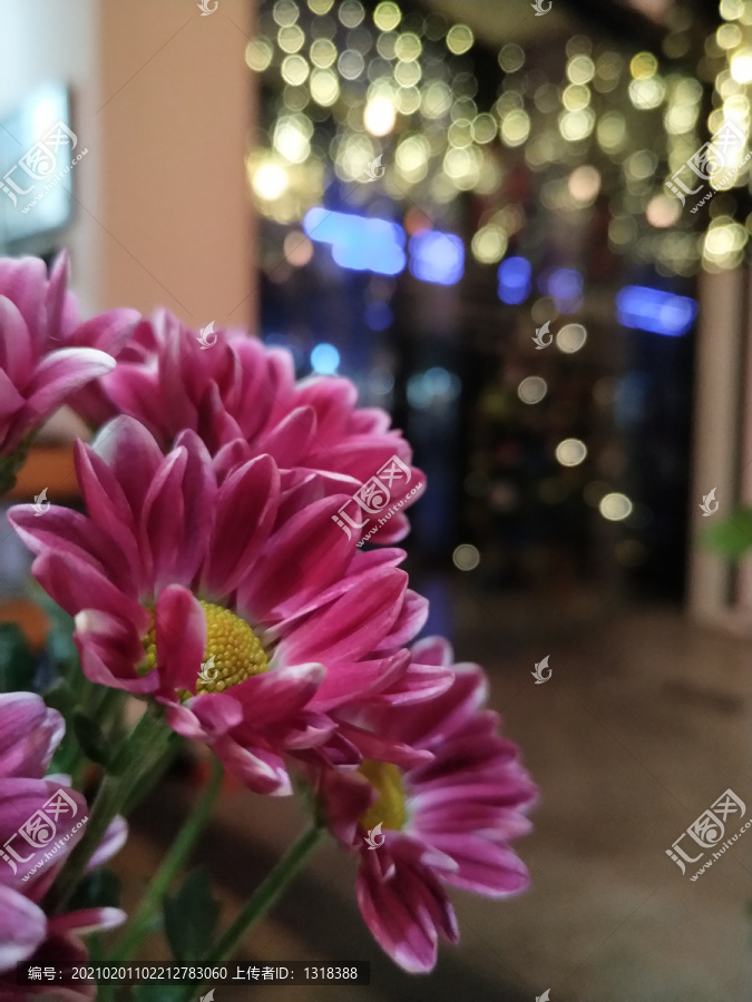 西餐厅雏菊花卉