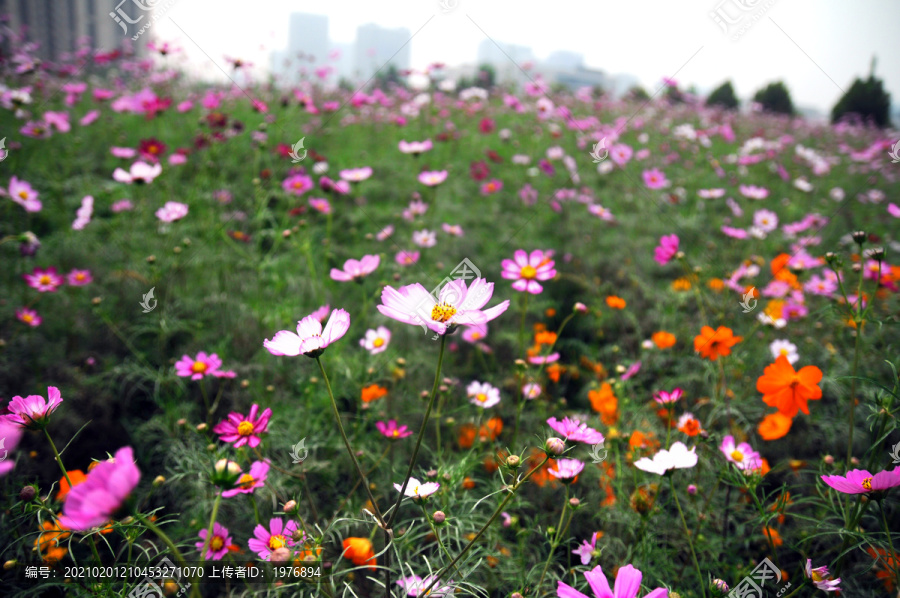 花海