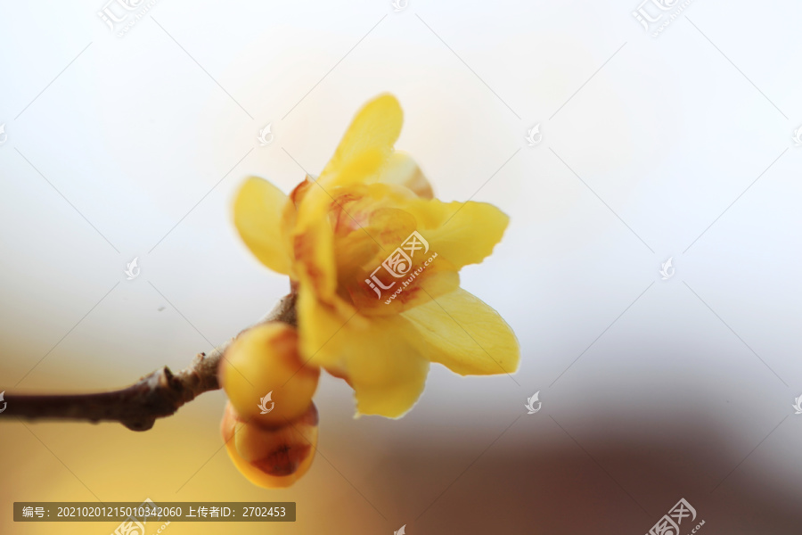 蜡梅花开