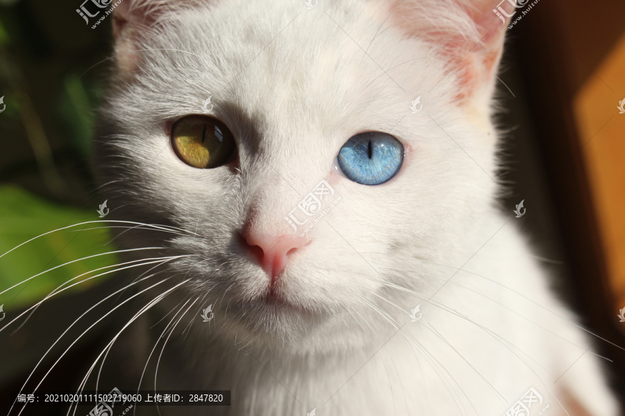 白色异瞳猫