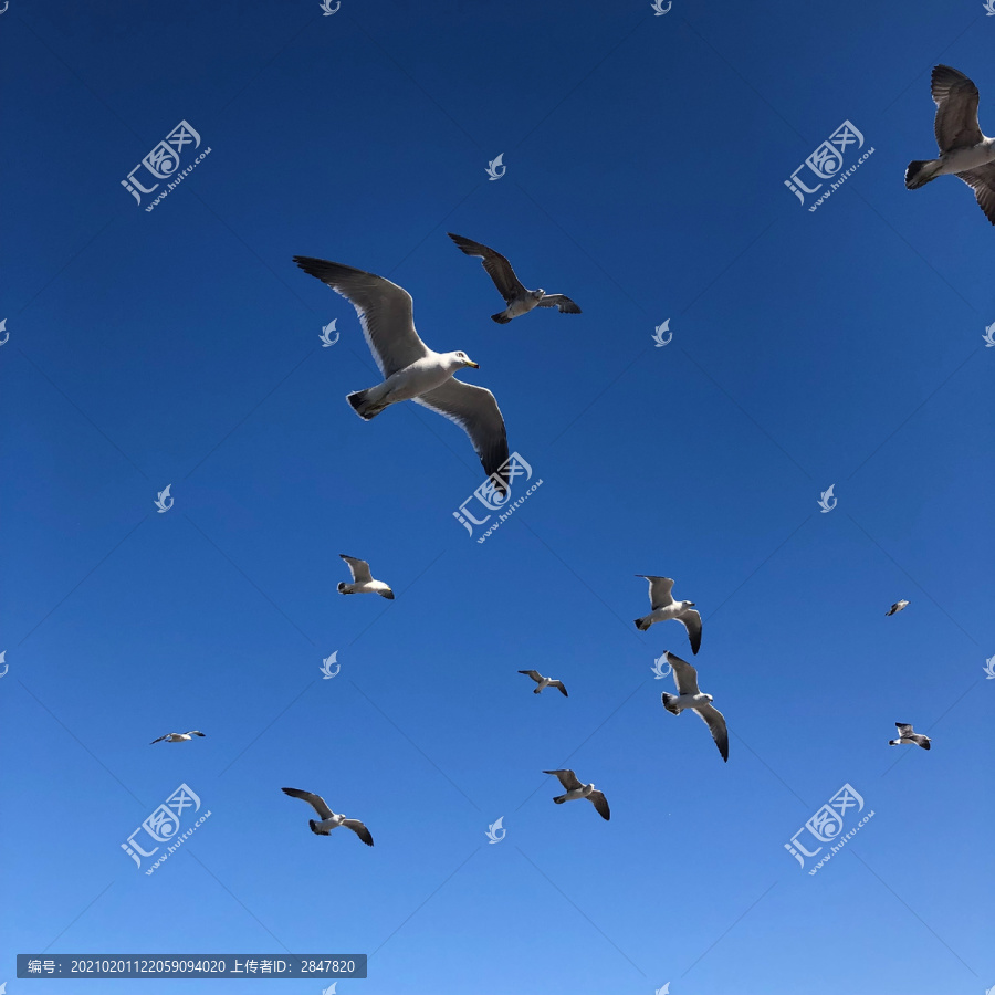 大连星海广场海鸥