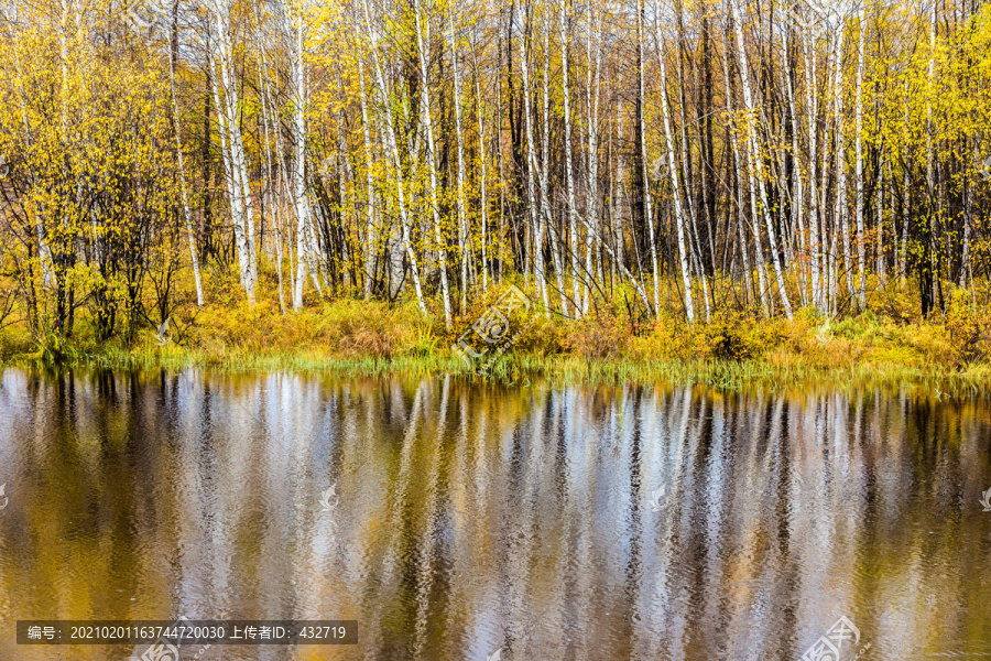 秋季河水边白桦树林倒影
