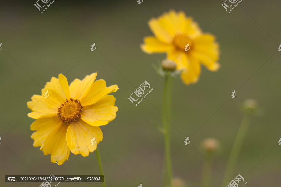 金鸡菊