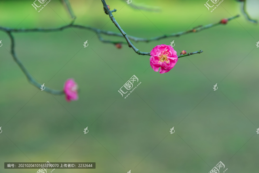 武汉东湖梅园的梅花