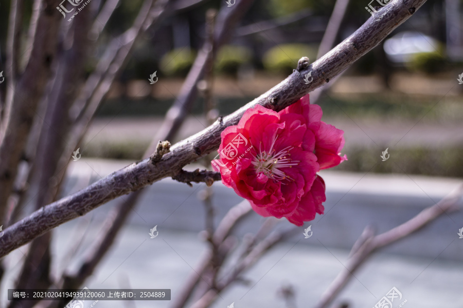 桃花