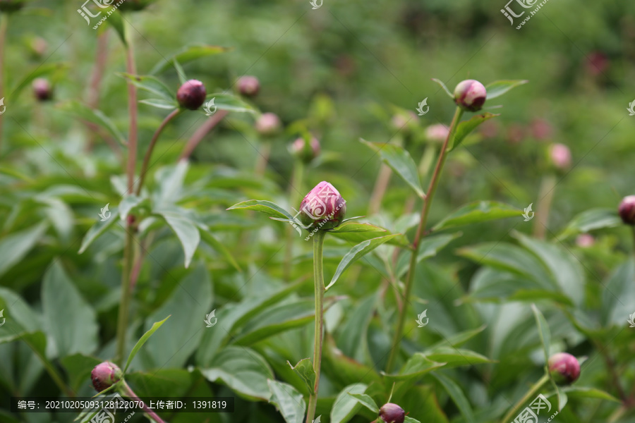 菏泽曹州牡丹园