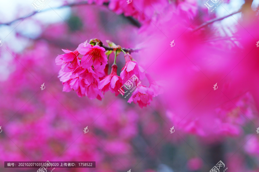 樱花烂漫