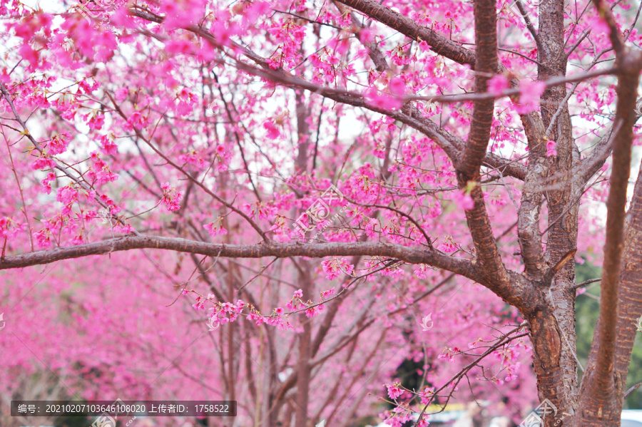 樱花背景