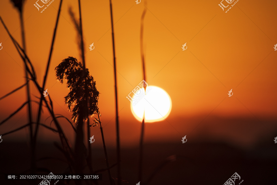 夕阳下的卢苇草