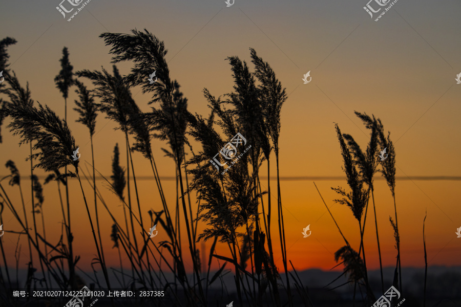 夕阳下的卢苇草