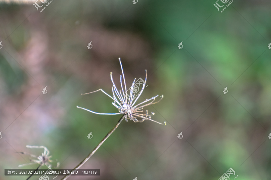 残花枯草