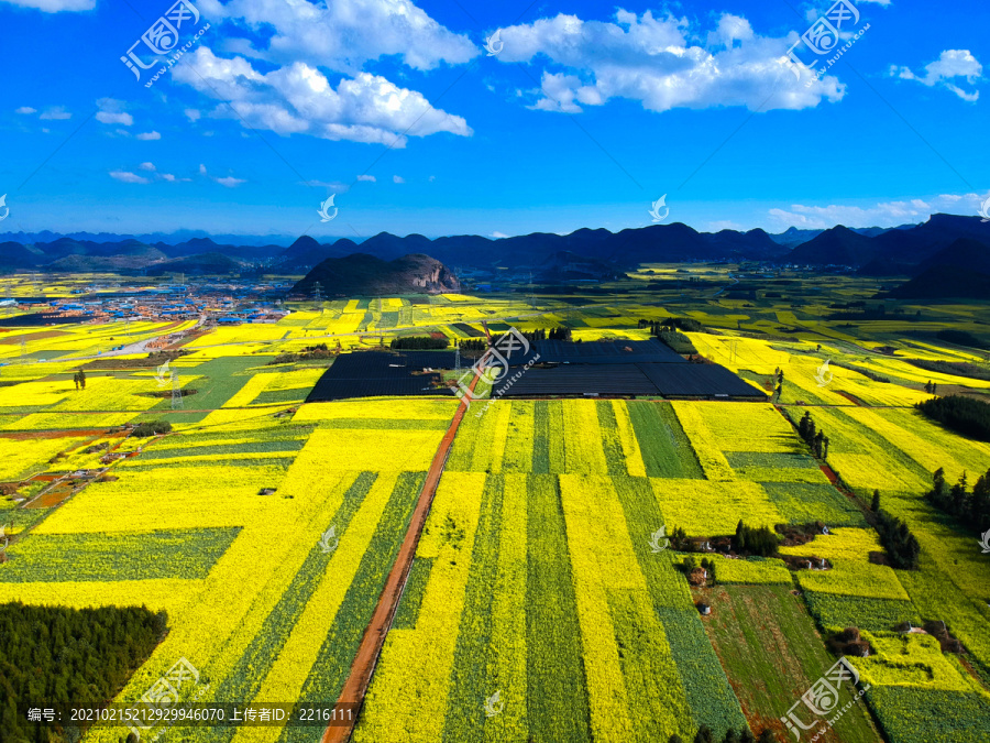 云南罗平油菜花