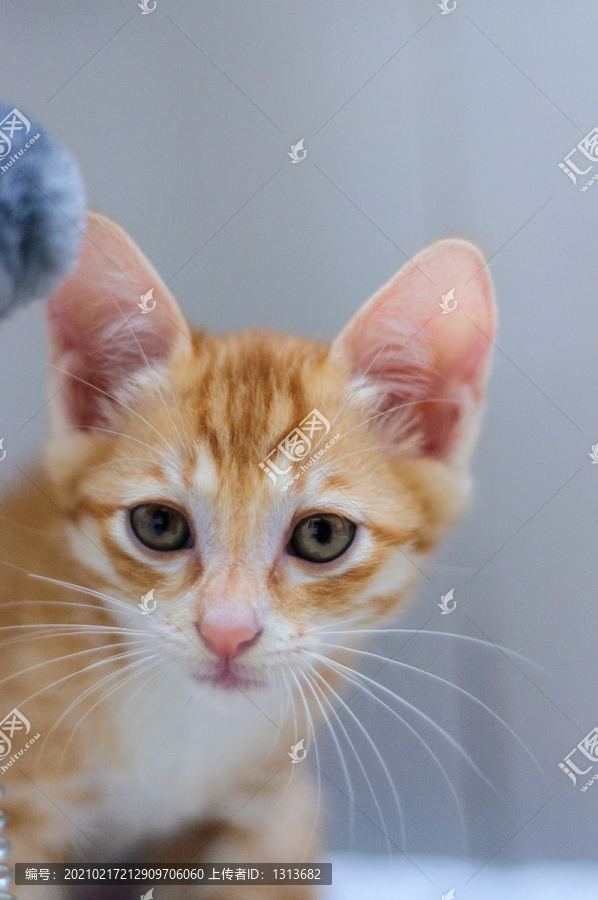 宠物猫橘猫
